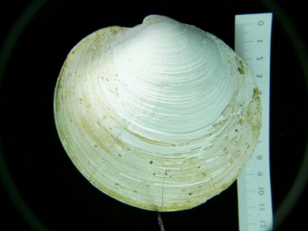 Dosinia orbicularis (Agassiz, 1845)  Pliocene - Spicchio